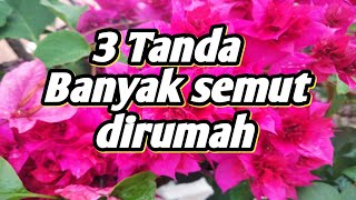 3 tanda banyak semut dirumah menurut islam [upl. by Peirce]