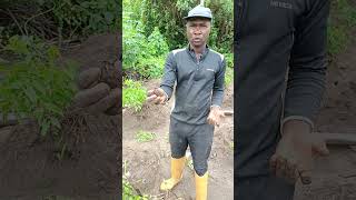 how to plant cocoyam [upl. by Assirk]