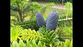 Young Korean fir with cones  Abies koreana  Jodła koreańska  구상나무 [upl. by Cornelie]