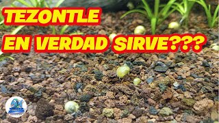 Tezontle como sustrato para Acuario Plantado [upl. by Adnesor589]