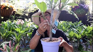 How to Grow and Care for Plumerias Frangipani with Suzanne Hetrick [upl. by Merrel590]