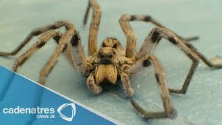 Araña gigante asusta a habitantes de Polonia [upl. by Meunier]