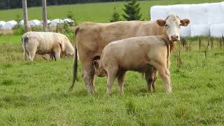 Charolais med kalv [upl. by Baldridge]