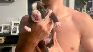 Watch this little Boxer’s incredible transformation from a tiny newborn to a lively 7 week old [upl. by Nallek827]