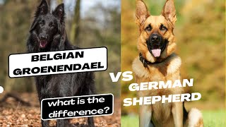 Belgian Groenendael vs German Shepherd what is the difference [upl. by Tnahsarp]