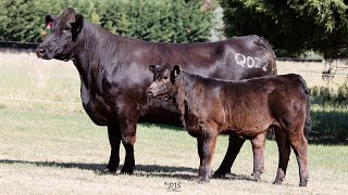 Lot 37 ZMJPQ022 VC Simmentals Online Herd Reduction Sale 2024 [upl. by Norihs]