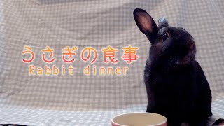 うさぎの食事【癒し動画】 [upl. by Tacita]