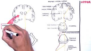 Introduction to Upper and Lower Motor Neuron Lesions [upl. by Ahsimat]