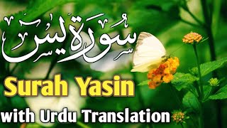 Surah Yaseen Yasin With Urdu Translation Quran Recitation [upl. by Llehctim813]