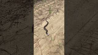 Cottonmouth snake [upl. by Granese]