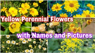 20 Yellow Perennial Flowers with Names and Pictures [upl. by Htebi971]