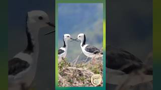 The Enigmatic Pied Stilts of Yalanji Country [upl. by Noonan665]