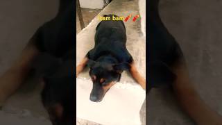 Itam bam🧨🧨trendingshorts shortvideo doglovers Raghav24 [upl. by Yxor]