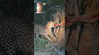 leopard hanting video shortvideo altafhussain231 africanleopard wildlife [upl. by Nnayhs]