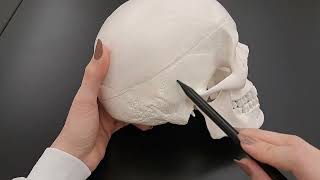 Skull Anatomy Series The 5 Cranial Sutures  Part 2 of 9 [upl. by Ardnuhs]