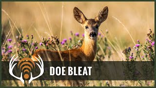 Doe Bleat Sound Only  Call in Big Bucks [upl. by Lars500]