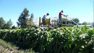 COMBINET TOBACCO HARVESTER MACHINE [upl. by Aber]