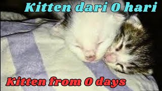 Part 6  Perkembangan Kitten Dari Mulai Lahir  Cat Videos [upl. by Leahcam599]