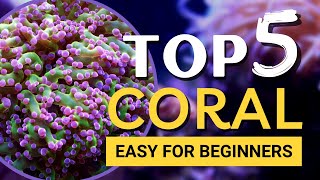 TOP 5 Corals for Beginners [upl. by Otto]