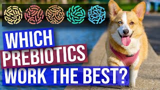 Best Probiotics for Dogs  Which Ones Work The Best [upl. by Selij]