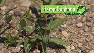 Weed of the Week 1024 Hemp Dogbane 111917 [upl. by Helen148]