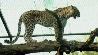 Luipaard Safaripark Beekse Bergen [upl. by Naujed]