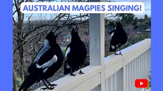 Australian Magpies Singing 😍 National Anthem Listen it’s an Unbelievable SOUND magpie bird [upl. by Doi]