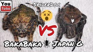 JAPAN vs BAKABAKA Salpukan ng mga Higanteng Gagamba Monster Spider Fight [upl. by Bakemeier375]