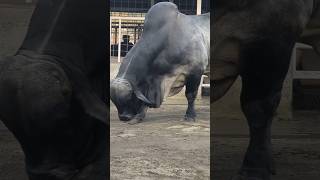 Enormous Grey Brahman Bull from Texas  American Grey Brahman Bull [upl. by Haianeb]