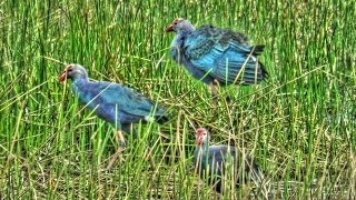 Purple Swamphens in Florida [upl. by Kilar]