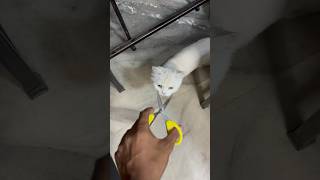 Meo cat food  billo rani ke maje hi maje shorts [upl. by Dougie]