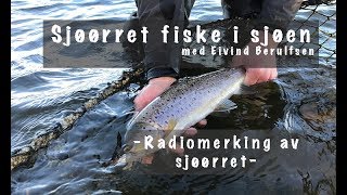 Sjøørret fiske i sjøen  Radiomerking av Sjøørret [upl. by Irving]