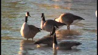 THE MIGRATION OF THE CANADA GOOSE [upl. by Camarata872]