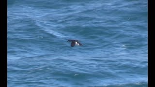 Common Diving Petrels South Georgia South Atlantic April 2018 [upl. by Anita]