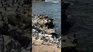 La Jolla Cove Pelicans San Diego shorts [upl. by Ecyrb231]