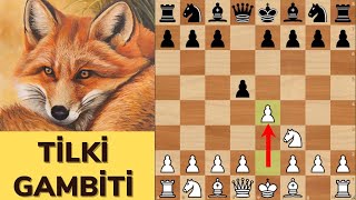 TİLKİ TENNISON GAMBİTİ  MÜTHİŞ BİR AÇILIŞ SİLAHI [upl. by Paxon]