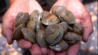 Facts Bivalves [upl. by Notsehc]