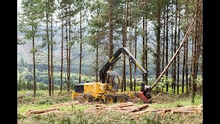 Tigercat 1185 Harvester in action [upl. by Thorr242]