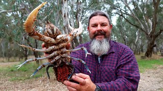 Catching MASSIVE freshwater crayfish [upl. by Hsekin566]