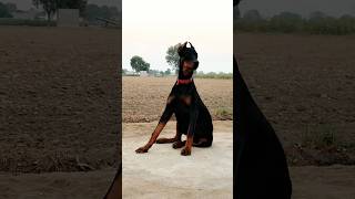 Best guard dog Doberman doberman doglover dog pets shortvideos shorts youtube viralvideo [upl. by Mayyahk]