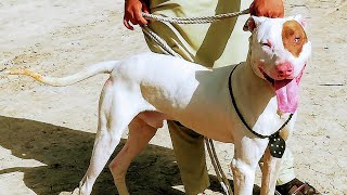 Kohat Dog Mandi [upl. by Frear]