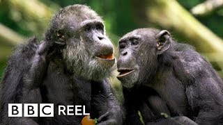 Chimpanzees are ‘just like us’  BBC REEL [upl. by Avan]