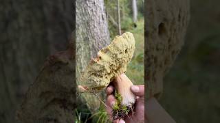 🍄🍄 I found 2 large boletus luckily they had no worms boletus fungi pilze гъби манатарка [upl. by Etteoj72]