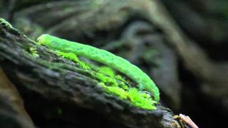 Spanworm Caterpillar of Geometridae [upl. by Meingolda142]