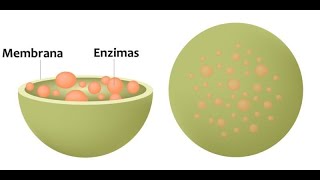 lisosomas y peroxisomas [upl. by Ibloc]