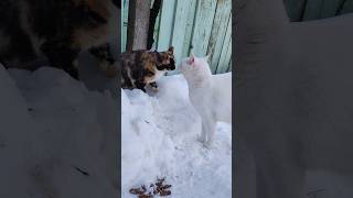 beautifulcatsvideos whitecat snowcat wintercat calicocat happycats [upl. by Albur515]