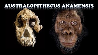 Australopithecus anamensis [upl. by Pollux987]