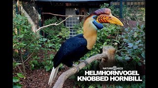 Knobbed hornbill  Helmhornvogel [upl. by Levon]