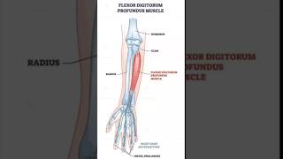 Flexor digitorum profundus muscle physiotherpy humananatomy upperbodymuscle sports [upl. by Lekkim]