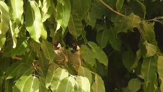 Pycnonotus leucotis  Bulbul orejiblanco  Whiteeared bulbul [upl. by Lletnuahs]